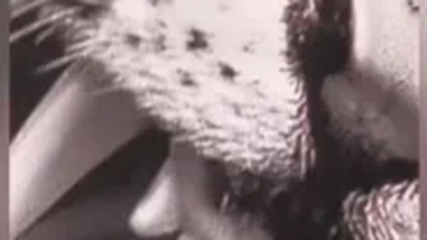 Tatouage tigre réaliste 